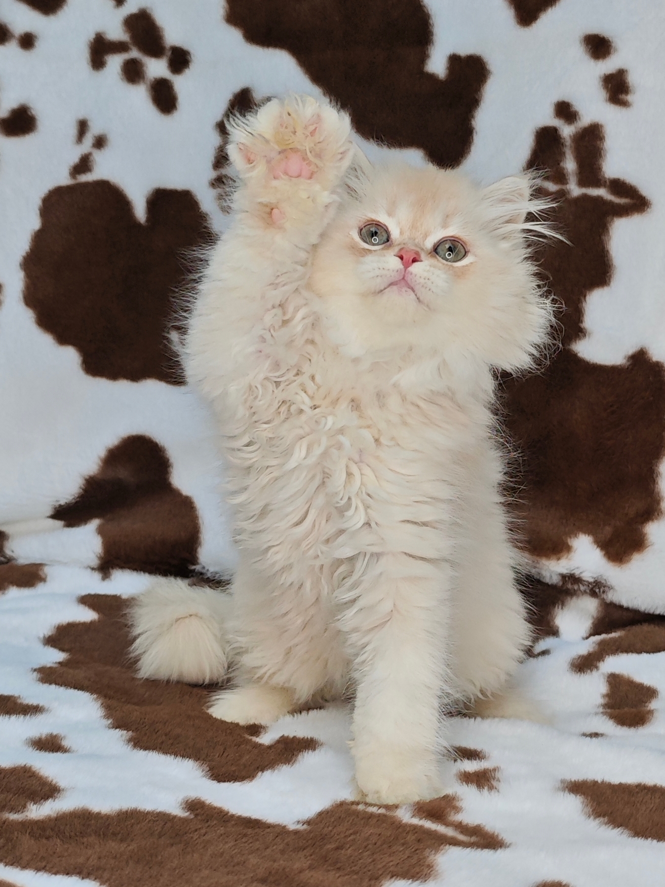 长毛凯米尔色弟弟